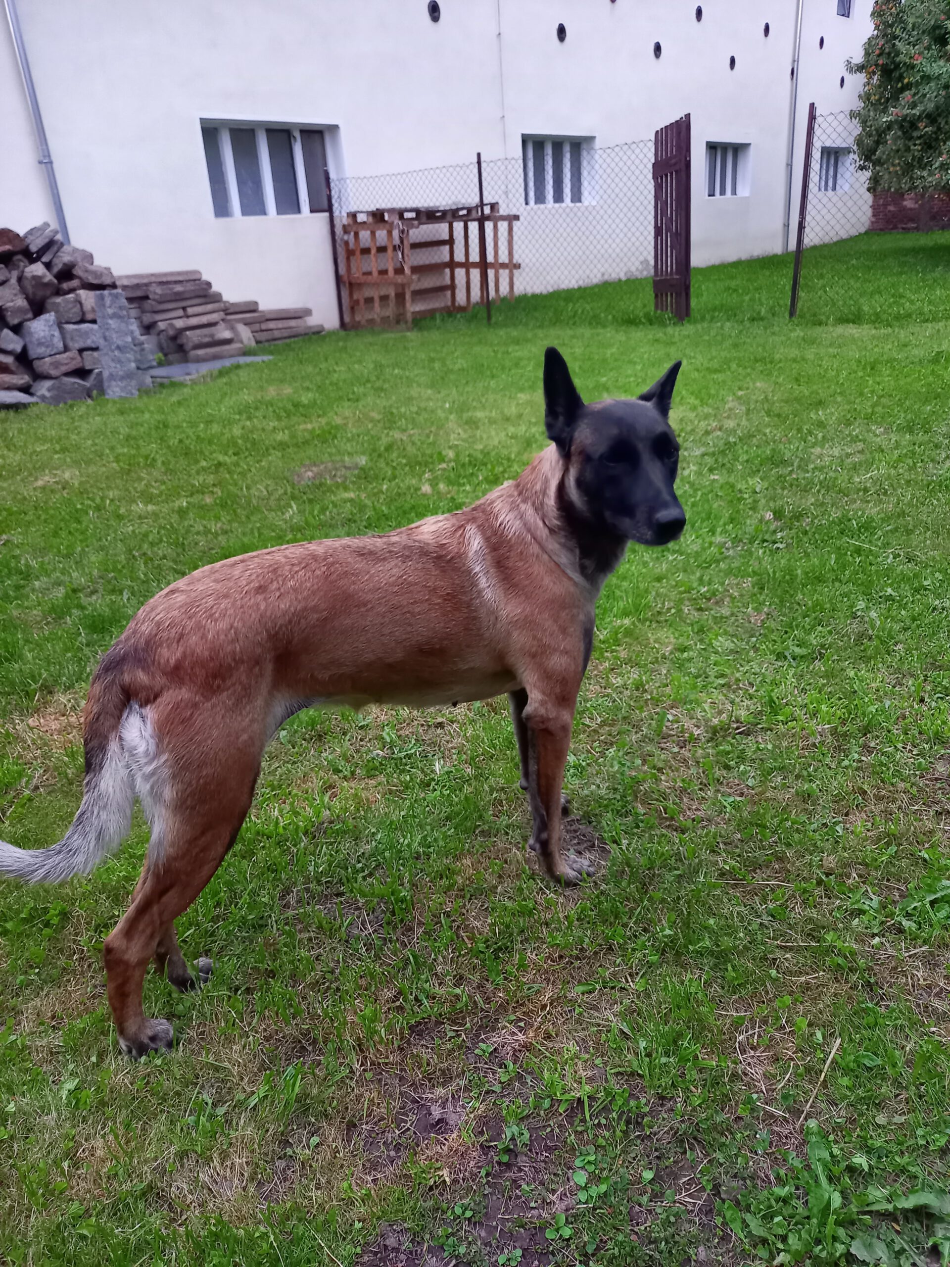 Maja