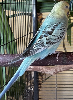 Bubi