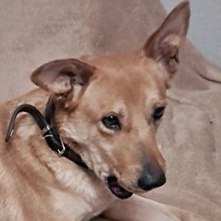 Penny