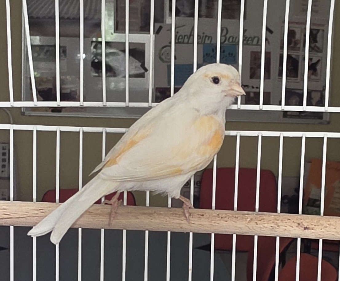Kanarienvogel