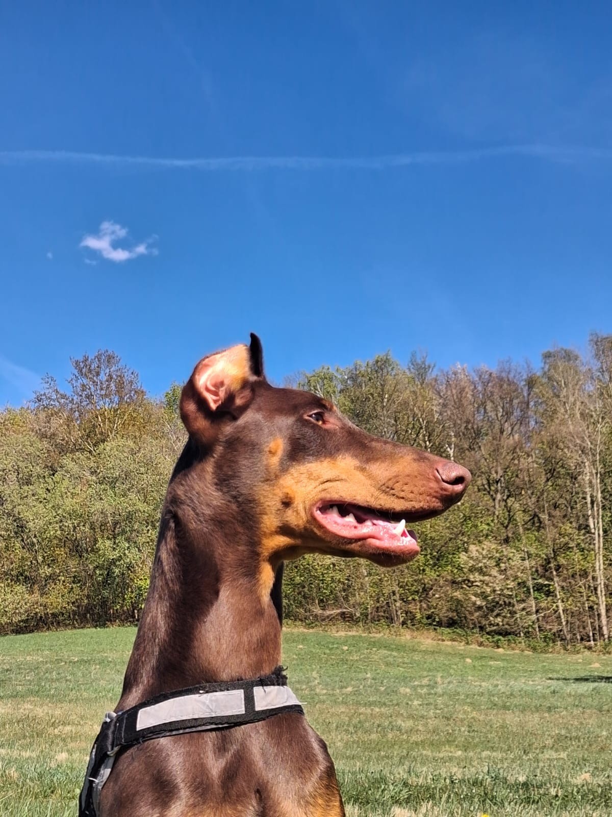 Molly